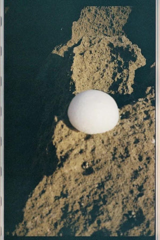 Clear Konjac Sponge